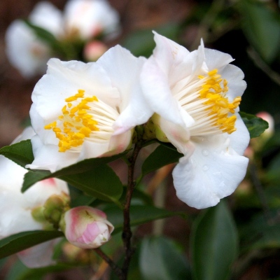 Quintessence | American Camellia Society